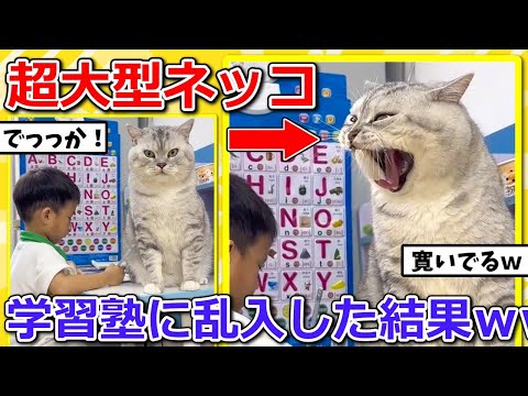 【2ch動物スレ】大型ネッコ、塾に乱入した結果ｗ