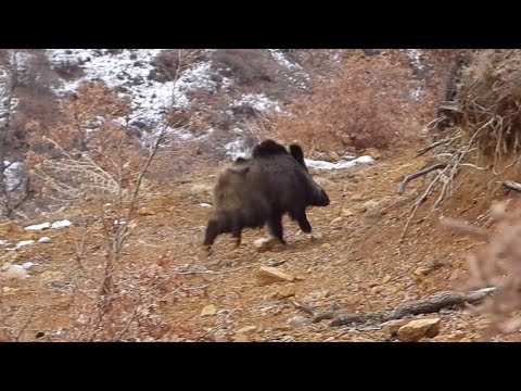 PERFECT WILD BOAR HUNTS - EFSANE DOMUZ AVI - CHASSE AU SANGLIER