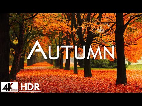 Enchanting Autumn Forests with Beautiful Piano Music🍁4K Autumn Ambience & Fall Foliage #3