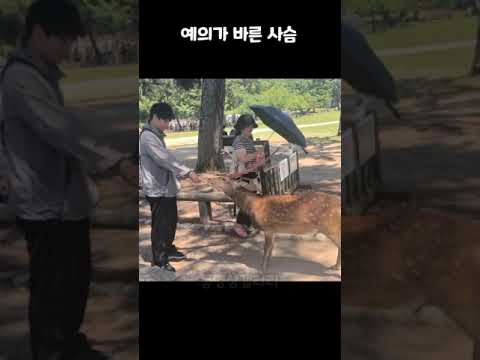 예의가 바른 사슴