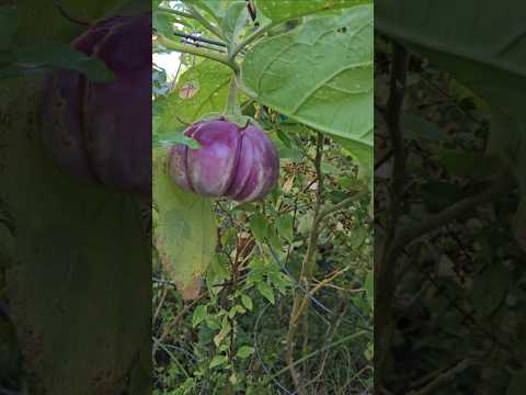 My Fall Eggplant Game is on POINT, Check it Out🤘🤘 || DHBG