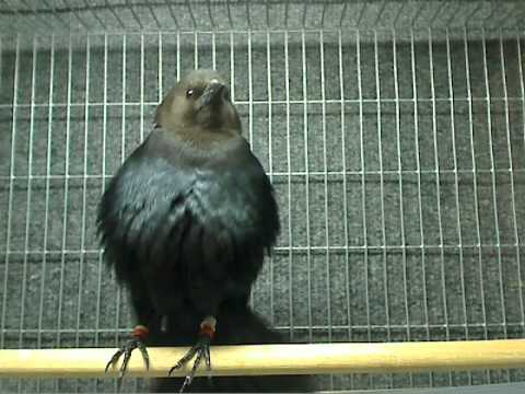 Male cowbird sings to female