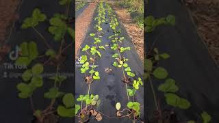 Strawberry planting season. #growyourown