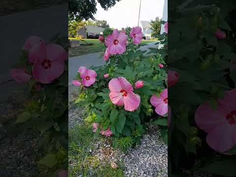 Hibiscus in a Pennsylvania garden. #gardenplants #garden #hibiscus #pennsylvania