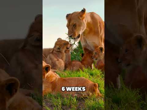 From Cubs to Kings: A Lioness's Legacy in the Heart of the Masai Mara! #lion #wildlife #africa #cubs