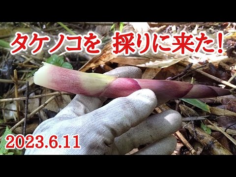 【北海道】春の山菜採り  大量に採ったタケノコで作るフルコース🍴