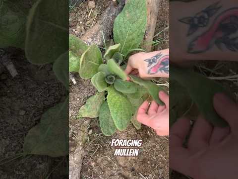 Today on the Homestead: Foraging & Processing Mullein | Natural Remedies | Herbal Wellness #shorts