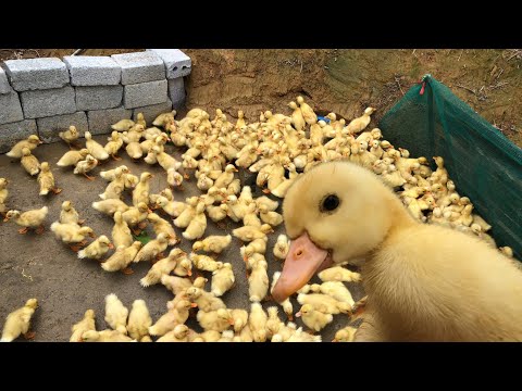 Baby ducks take their first bath in water - raising ducks for beginners.