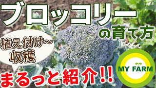 ブロッコリーの育て方 苗の植え付けから収穫まで全部見せます！│初心者向け菜園ムービー