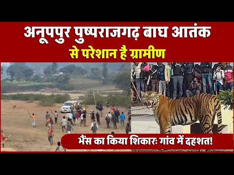 Anuppur pushprajgarh tiger : ग्रामीण क्षेत्रों में बाघ का आंतक, ग्रामीणों की जान पर मंडराया खतरा !