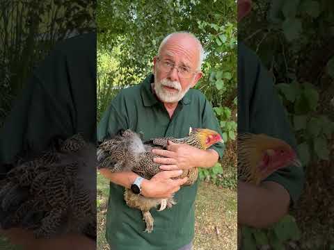 Hey Phill! What is Fly Strike in Chickens? Part 1 #chickenhealth