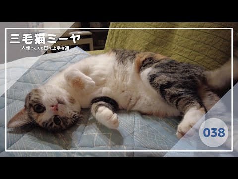 【猫好き必見！癒しの三毛猫動画】自由気ままな環境で大満足♪三毛猫ミーヤちゃん