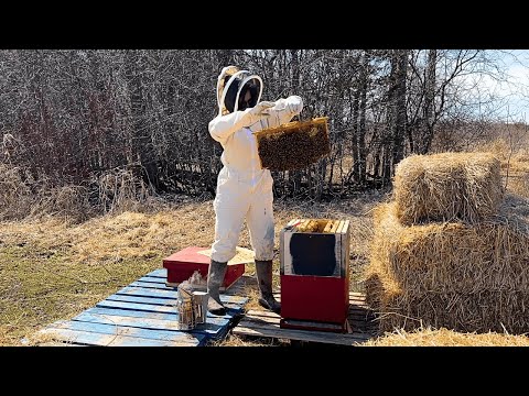 Checking the hive 🐝 | Installing An Electric Fence