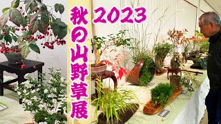 【箕面山野草の会】2023年「秋の山野草展」器や花台にも注目しよう！実や花、そして紅葉と秋の魅力を感じる山野草【山野草展】