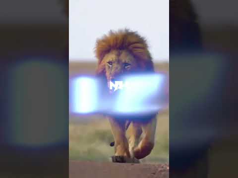 Lion Attitude shayari status Shayari status Attitude shayari #youtubeshorts#viral#shayari#shorts