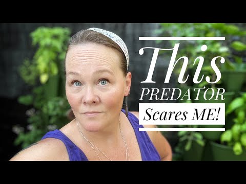 This Predator Scares ME!- Cosmopolitan Cornbread Live Chat