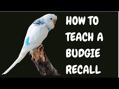 How To Teach A Budgie Recall