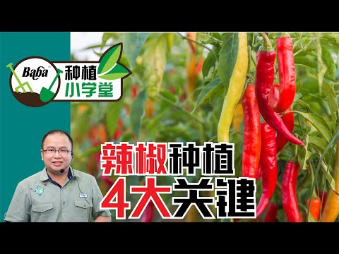 【Baba种植小学堂】辣椒种植4大关键，这样种辣椒让你爆辣一整年！预防虫害的侵害让你采收加倍 | 辣椒种植方法