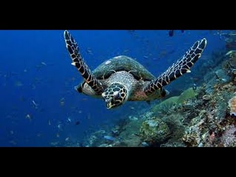 Sea Turtles Documentary HD - Turtles Freaky male mating ritual & Turtles