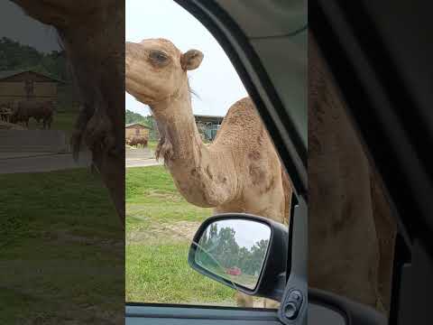 Big Camel 😆 🐫 Cute Camel ❤️ #cammello #camel #deserto #egitto #travel #egypt #desert #cammellata