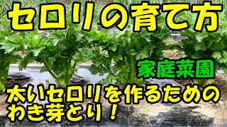 セロリの育て方　わき芽とり　How to grow celery.