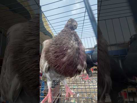 Angry Pigeons Attack Human #shorts #angry #pigeon #pets