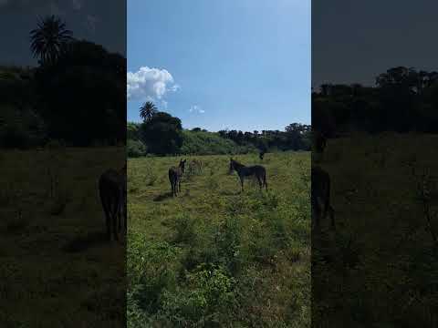 Aqui con mi compa Jesus con su manada d #burros #mexico  #puebla  #caballos  #campo #rancho