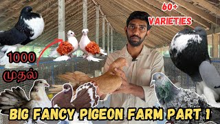 மிக பெரிய fancy pigeon farm கோயம்பத்தூர் |60 + varieties |all types fancy pigeons|delivery available