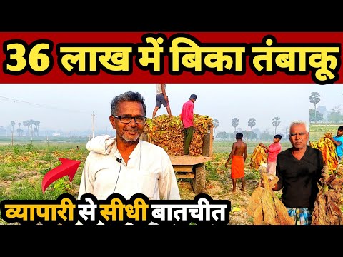 तंबाकू की खेती | tobacco farming | tambaku ki kheti | tobacco farming in India | khaini ki kheti