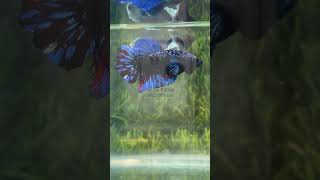 Avatar nebula star dust Male #pet #pets #viralvideo #trending #fish #hobby #viralshorts #bettafish