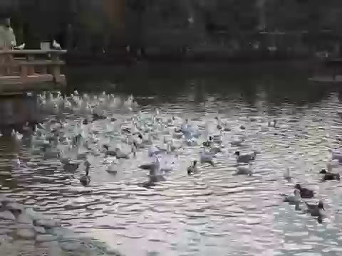 【鎌倉・鶴岡八幡宮の源氏池で騒ぐ水鳥たち】