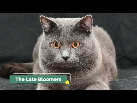 Facts About Chartreux Cats: The Gentle Giants with a Smile