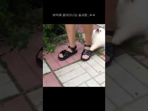 굴러다니는 솜사탕 강아지#shorts