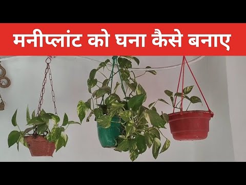 मनीप्लांट को घना करने के कुछ आसान टिप्स | Money plant make more longer | moneyplant growth tips