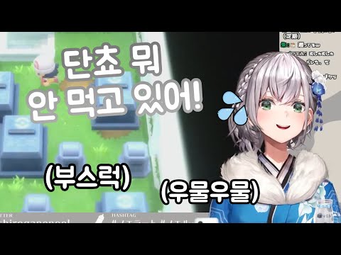 단쵸 해명하는 모습도 너무 귀여운데...? 【시로가네 노엘/홀로라이브/Hololive】