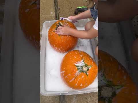 Washing Pumpkins | Fall Kids’ Preschool Activity