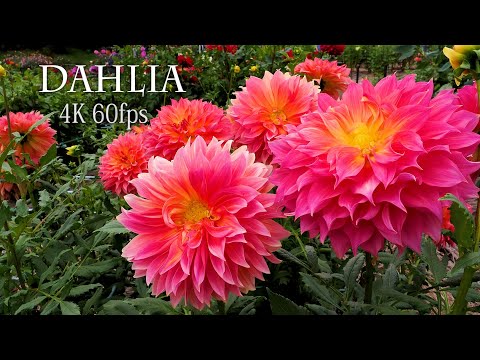 【4K DAHLIA 】The dahlias have finally come into full bloom in TOKYO #60fps  #dahlia