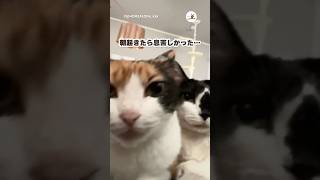 朝起きたら猫縛りにあっていた｜PECO #猫 #愛猫家 #猫のいる暮らし #cat #catlover #catlife