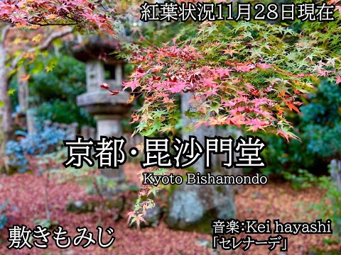 京都紅葉11月28日、毘沙門堂の敷もみじが見頃　音楽:kei hayashi 「セレナーデ」