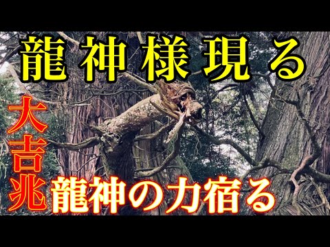 ⚠️見ると奇跡が起こる龍神パワー⚠️突如御神木から現れた龍神今注目のパワースポット『高岡神社』