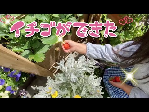 【普段遊び】家庭菜園お家でいちご狩り♪といろんな公園♪