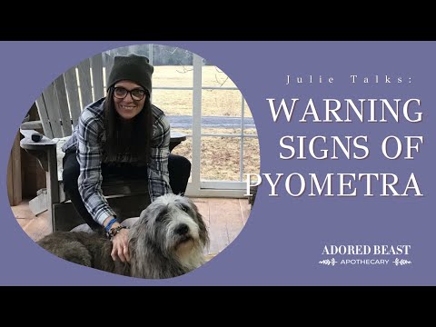 Warning Signs of Pyometra