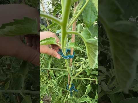 Our favorite supports for tomatoes, bamboo￼ stakes!