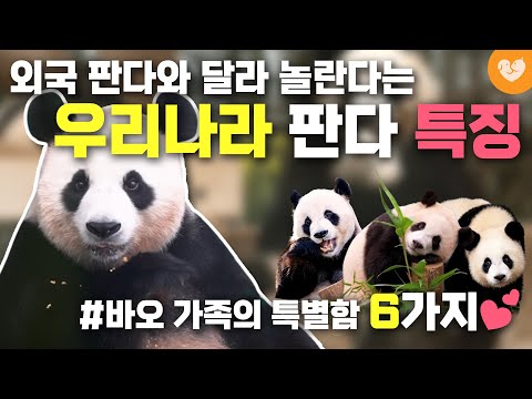 루이바오 후이바오! 바오 가족의 특별함 6가지｜외국 판다와 너무 달라 깜짝 놀란다는 우리나라 판다 특징은?