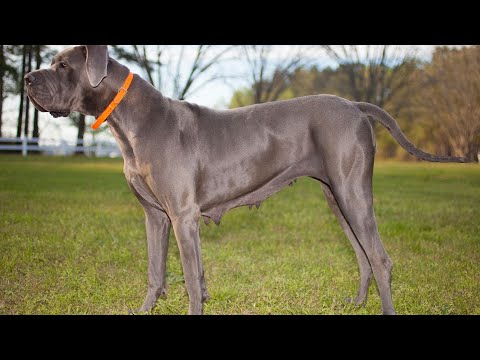 Great Dane Puppy s First Bath A Splashy Adventure