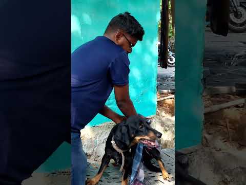 Maa Steve Maa Intlo okadu . #pets #doglover #trending #trendingshorts #viralvideo #viralreels