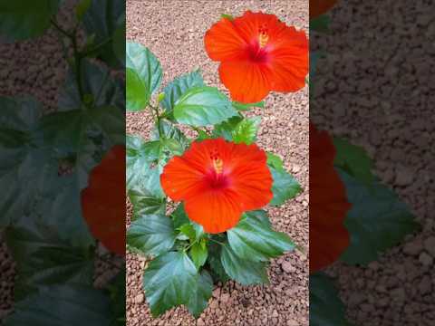 ഈ fertilizer കൊടുത്താൽ ചെമ്പരത്തി ഒരുമാസം#youtubeshorts # Kerala garden ideas # hibiscus plant