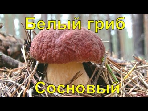 Белый гриб Сосновый. Где собирать, польза для здоровья.