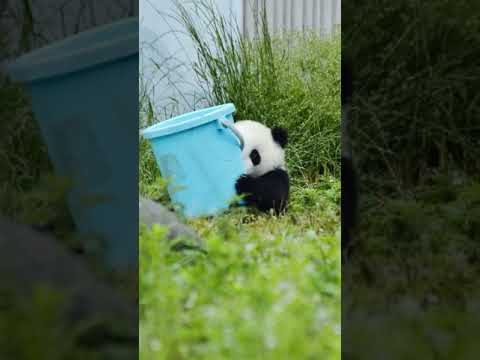 かわいいですねパンダの赤ちゃんたちが追いかけて騒いでいます 
So Cute! Panda Babies Playing Together