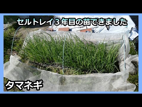 【タマネギ自家苗】セルトレイ３年目の出来 無農薬 家庭菜園30年目 半自給自足